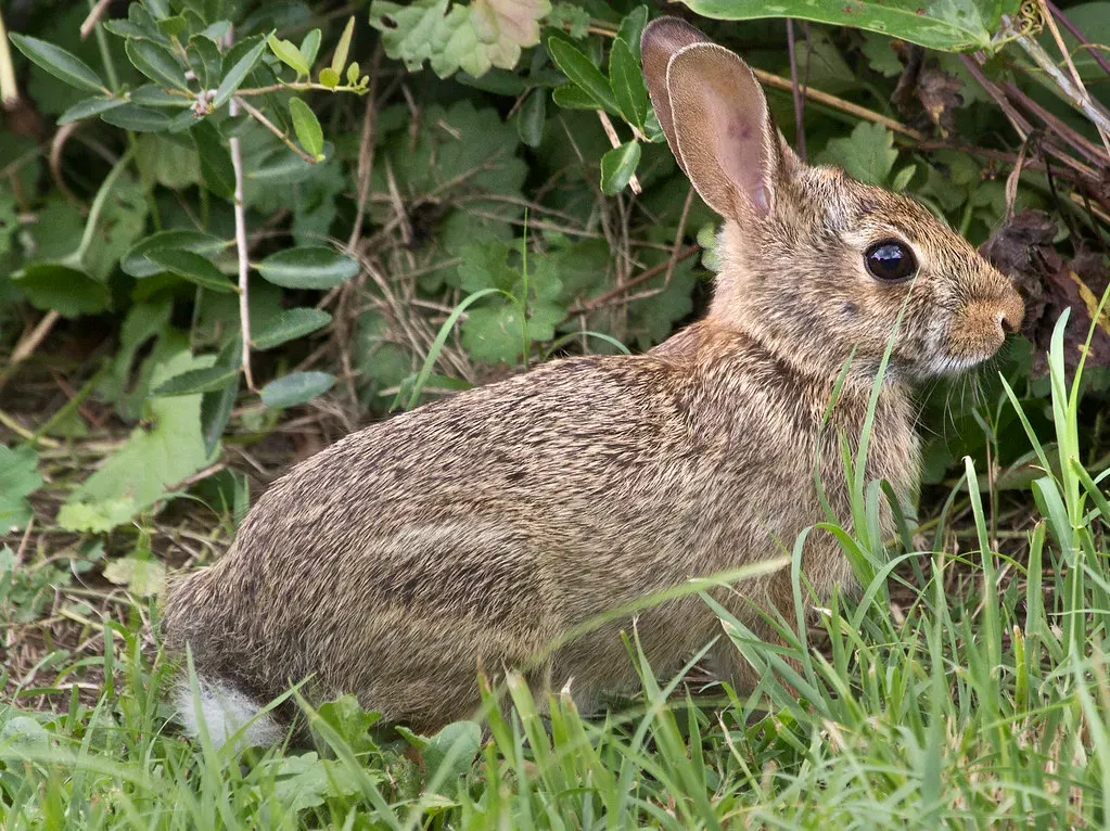 #5: A Single Rabbit Stays Close to Home Its Entire Life (Image Credits: Flickr)