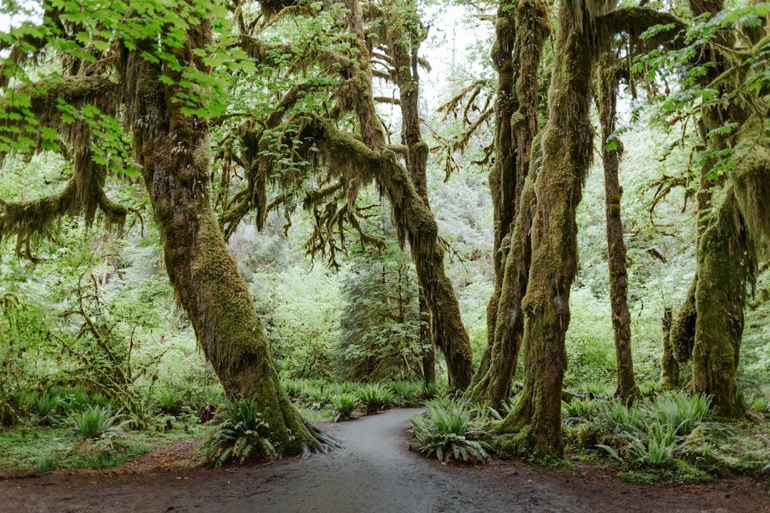 Hoh Rainforest Trail, Olympic National Park, Washington (Image Credits: Unsplash)