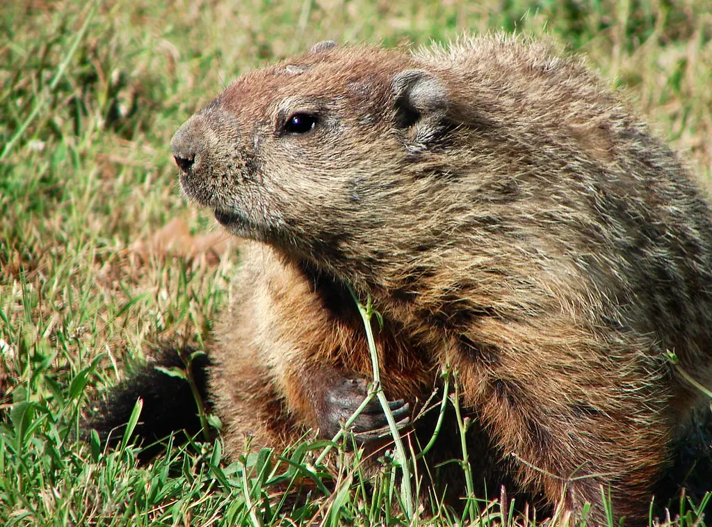 They're a Keystone Species That Supports Entire Ecosystems (Image Credits: Flickr)