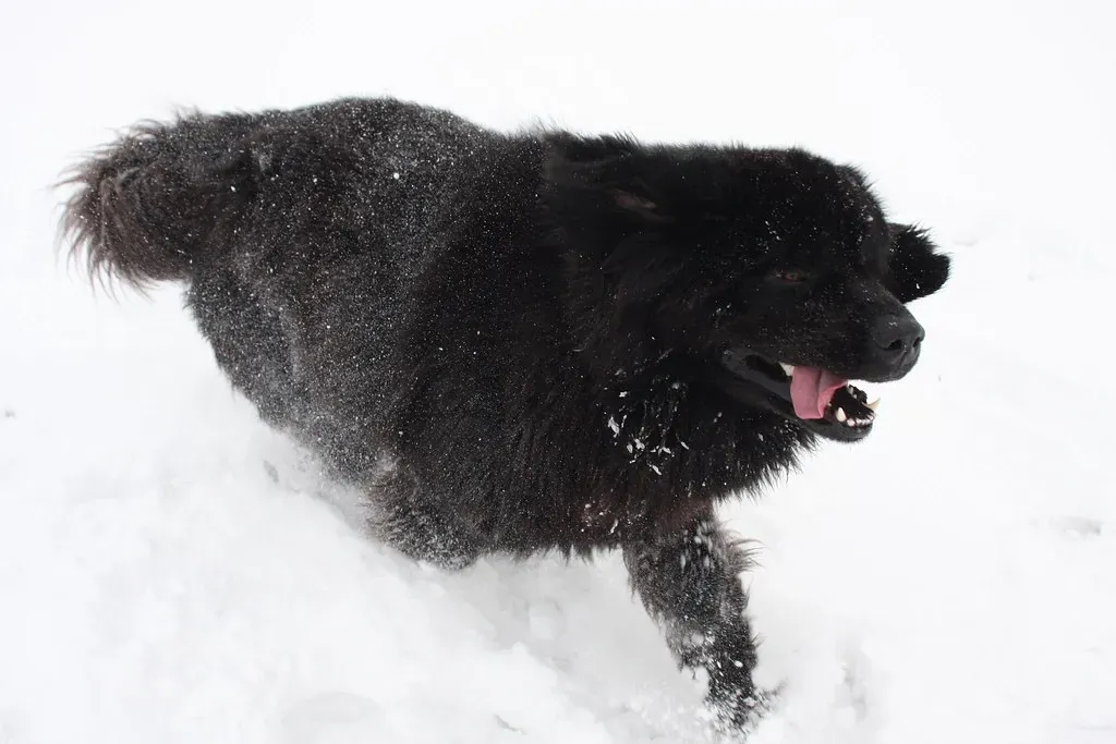 9. Newfoundland (Image Credits: Flickr)