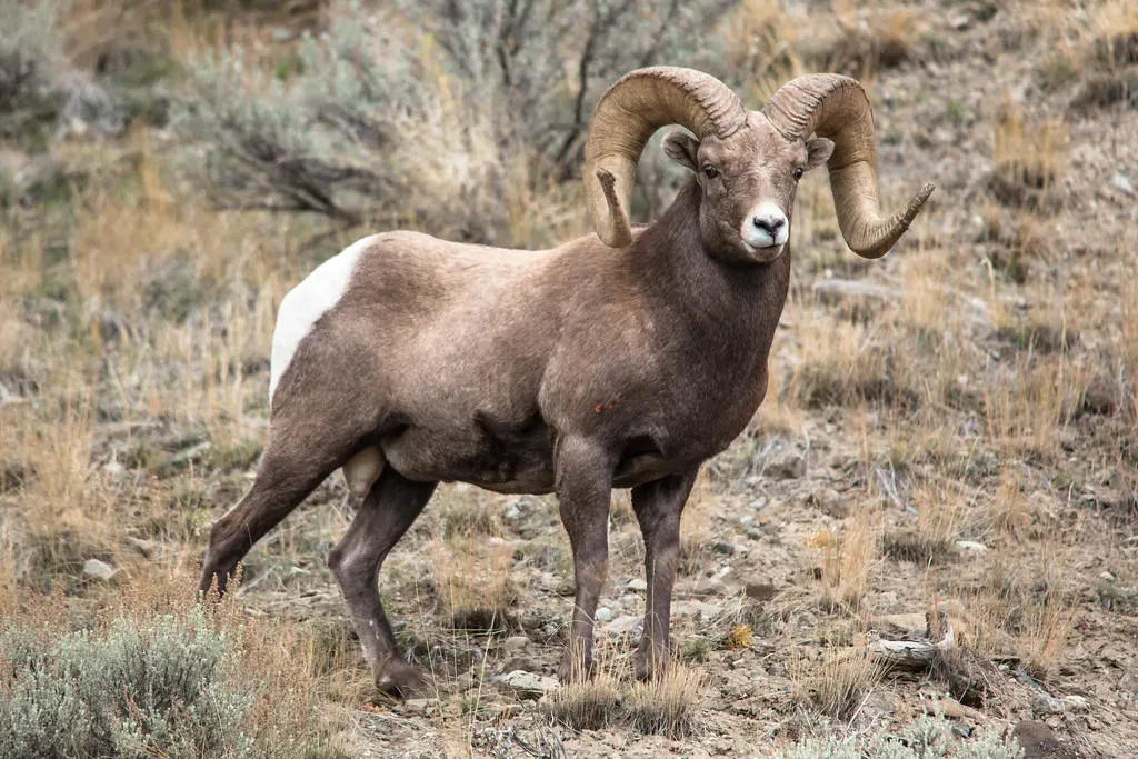 Desert Bighorn Sheep (Image Credits: Flickr)
