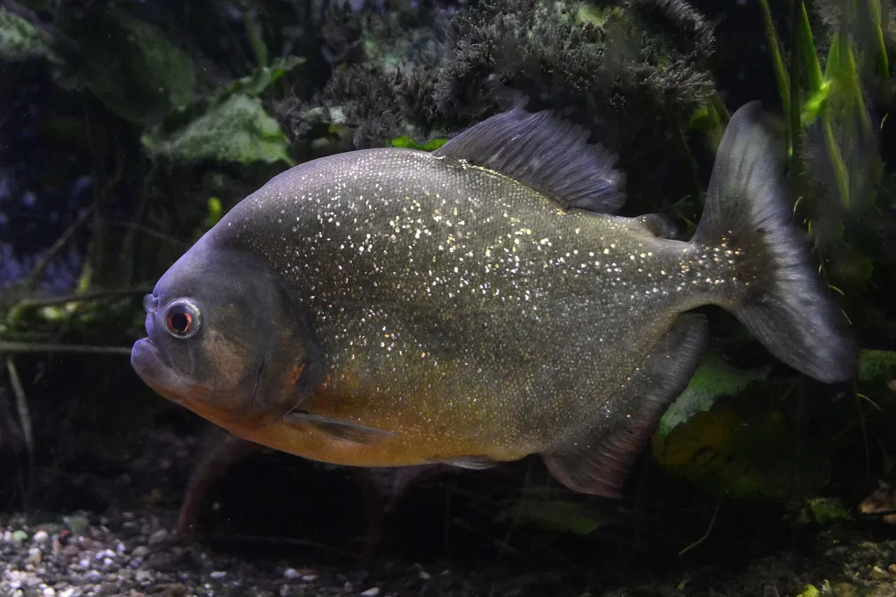 The Piranha's Underwater Bark (Image Credits: Pixabay)