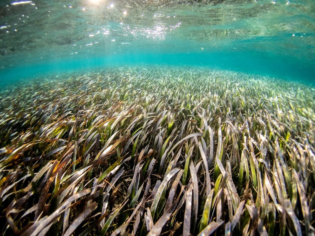 Ocean Conservation Would Never Be the Same (Image Credits: Unsplash)