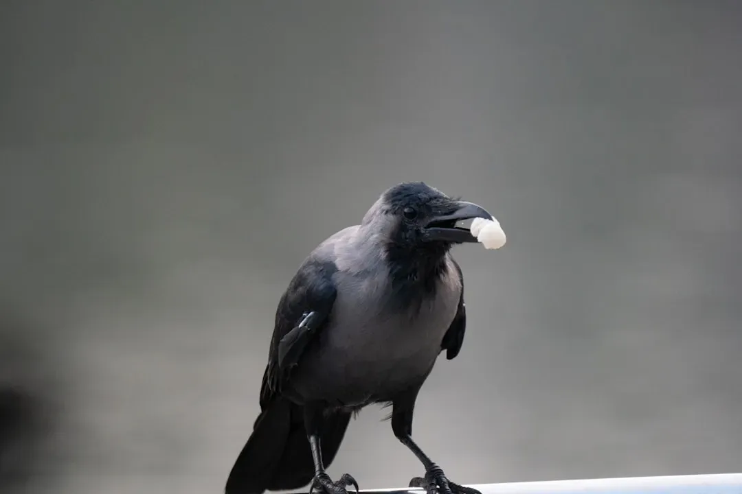 Building a Routine Through Consistent Feeding (Image Credits: Unsplash)