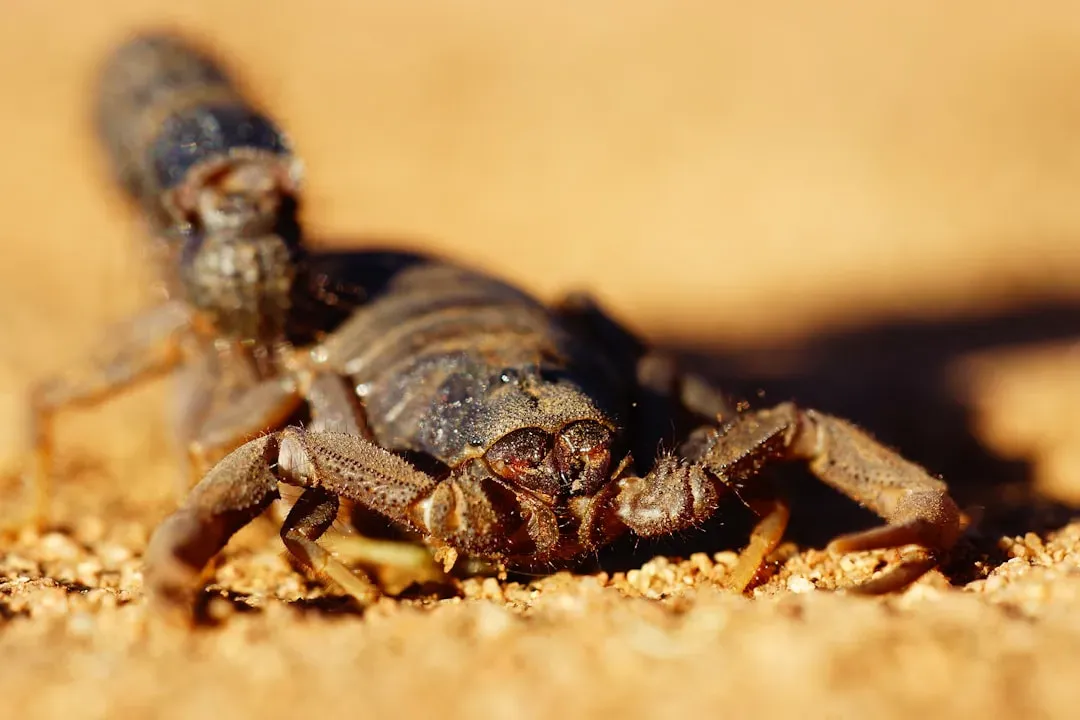 #8. Scorpio: The Deathstalker Scorpion (Image Credits: Unsplash)