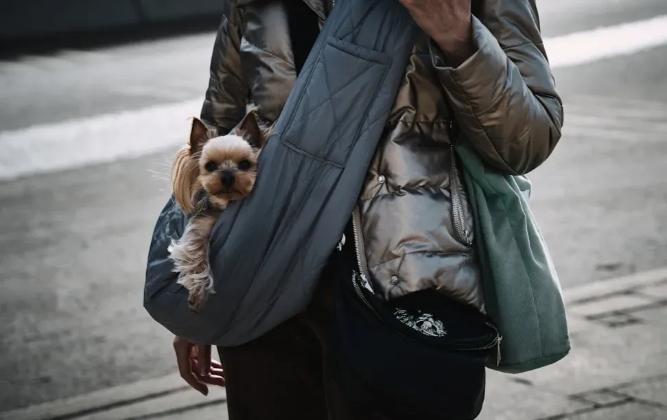 Practice Your Pet Evacuation Like a Fire Drill (Image Credits: Unsplash)