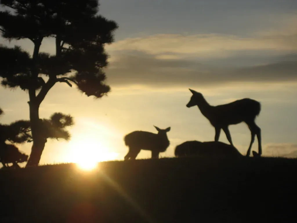 Social and Mating Behaviors at Dusk (naixn, Flickr, CC BY-SA 2.0)