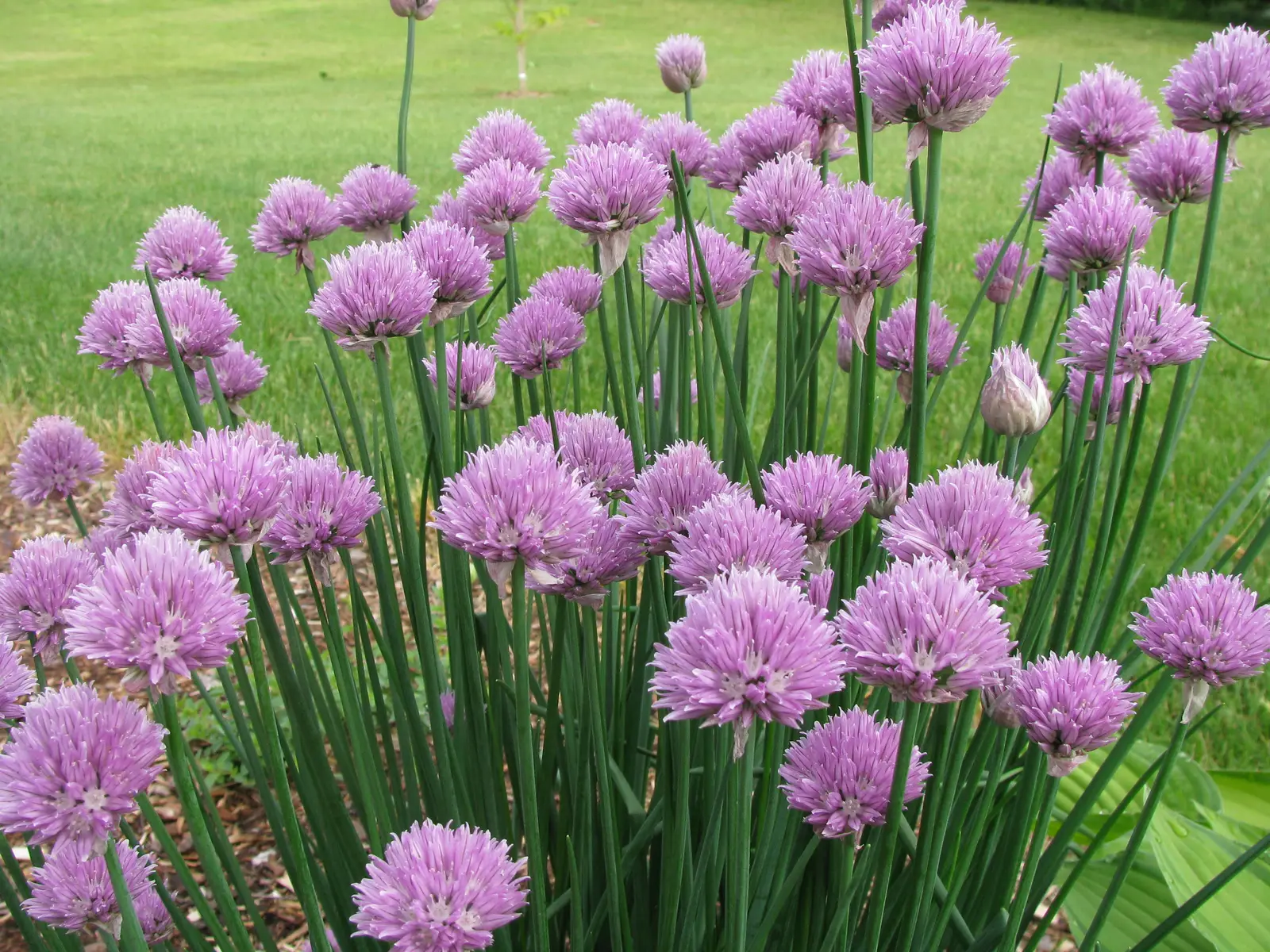 #10 - Chives (By Captain-tucker, CC BY-SA 3.0)
