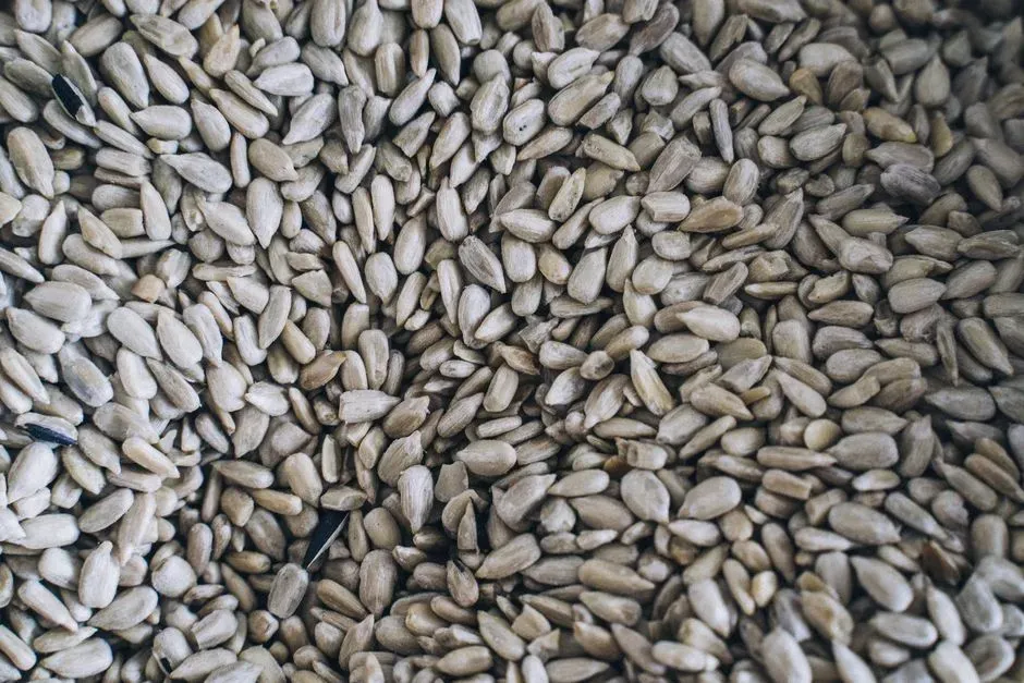 5. Sunflower seeds (Image Credits: Pexels)