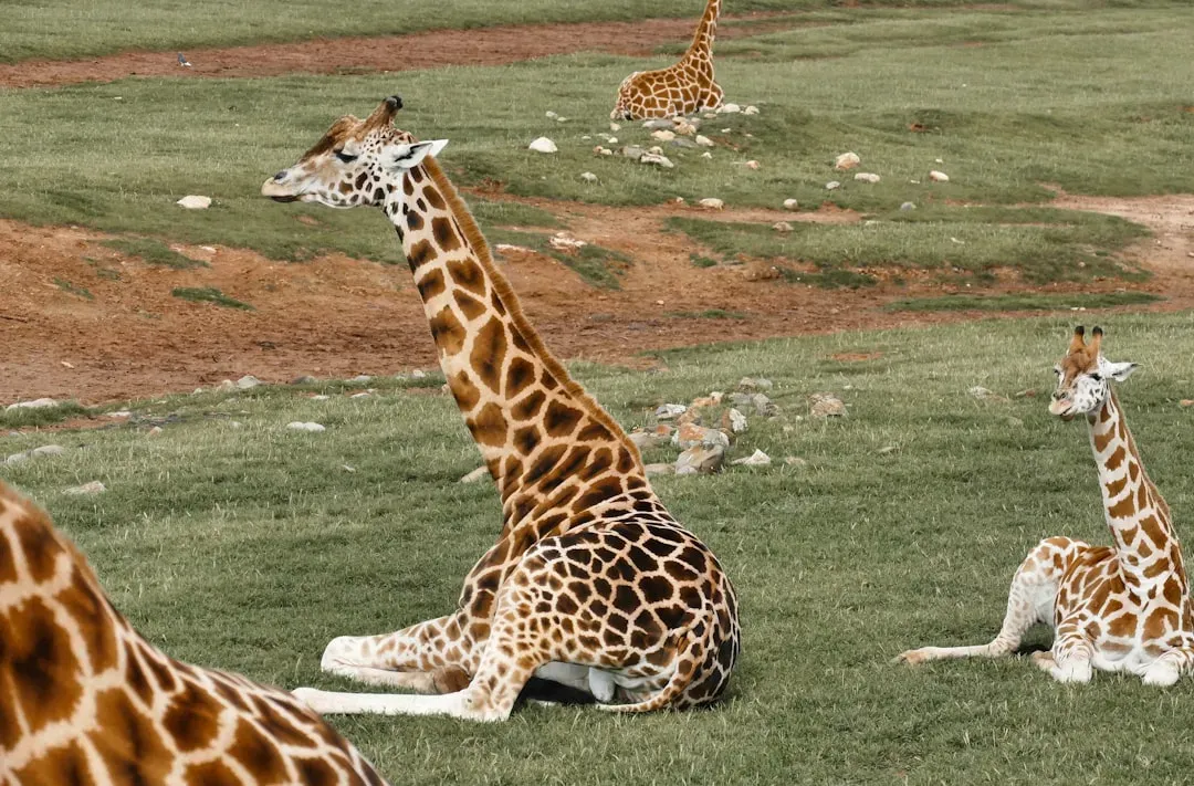 Giraffes Master the Art of Power Napping (Image Credits: Unsplash)
