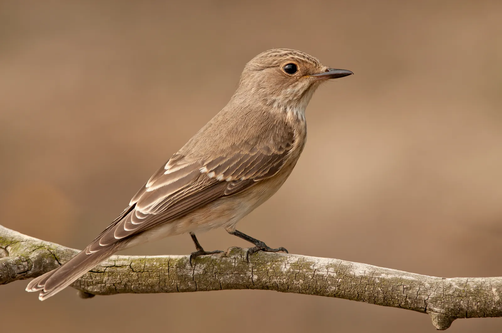 #16 - Long-Distance Flycatchers: Arriving Earlier, But Still Falling Behind (By Бусел В.А., CC BY-SA 4.0)