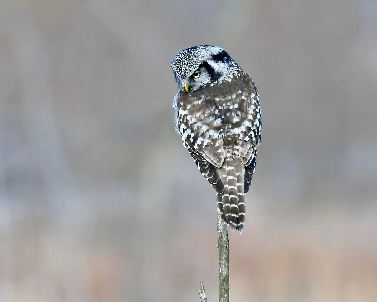 #2. A Predator Has Moved Into the Neighborhood (Image Credits: Pixabay)