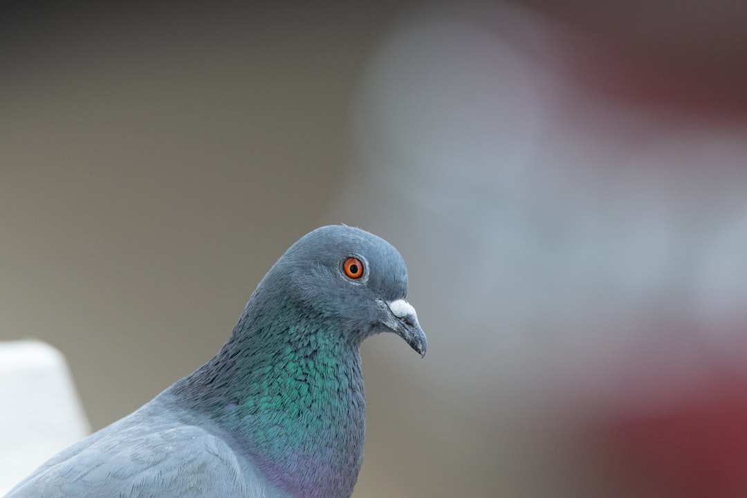 Pigeons: The Surprising Urban Scholars (Image Credits: Unsplash)