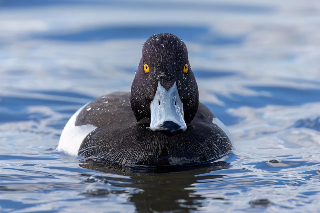 #11 - Ducks That Imprint… and Never Really Stop (Image Credits: Pixabay)