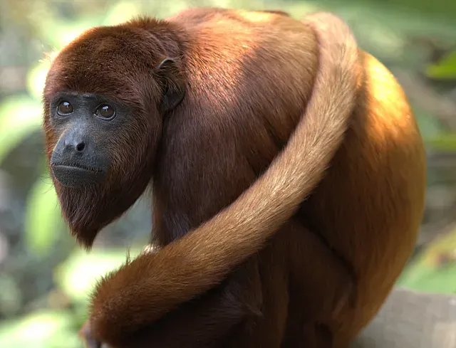 13. The Howler Monkey: The Jungle's Most Unmistakable Voice (Image Credits: Wikimedia)