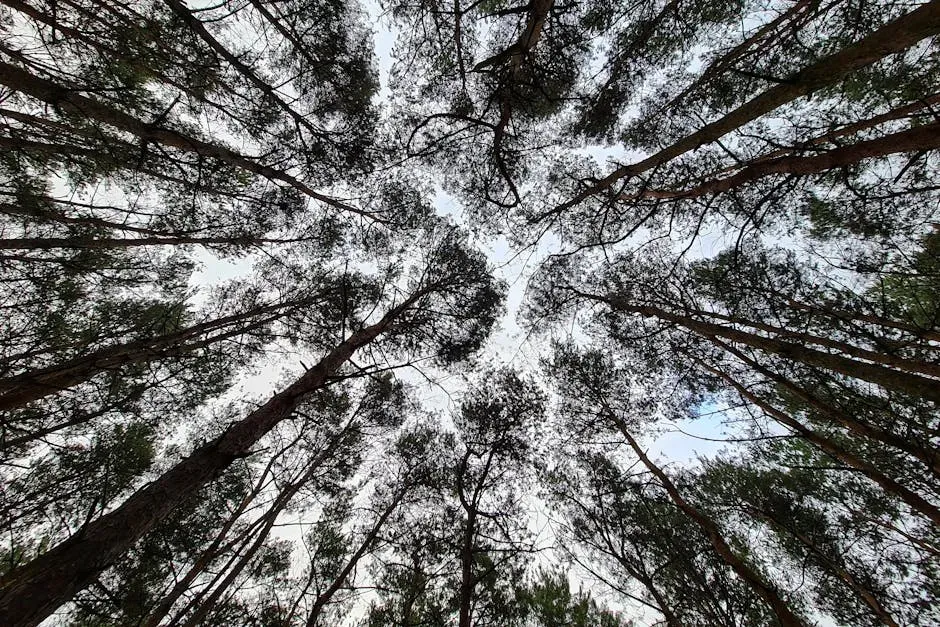 Wrapping Up the Canopy (Image Credits: Pexels)