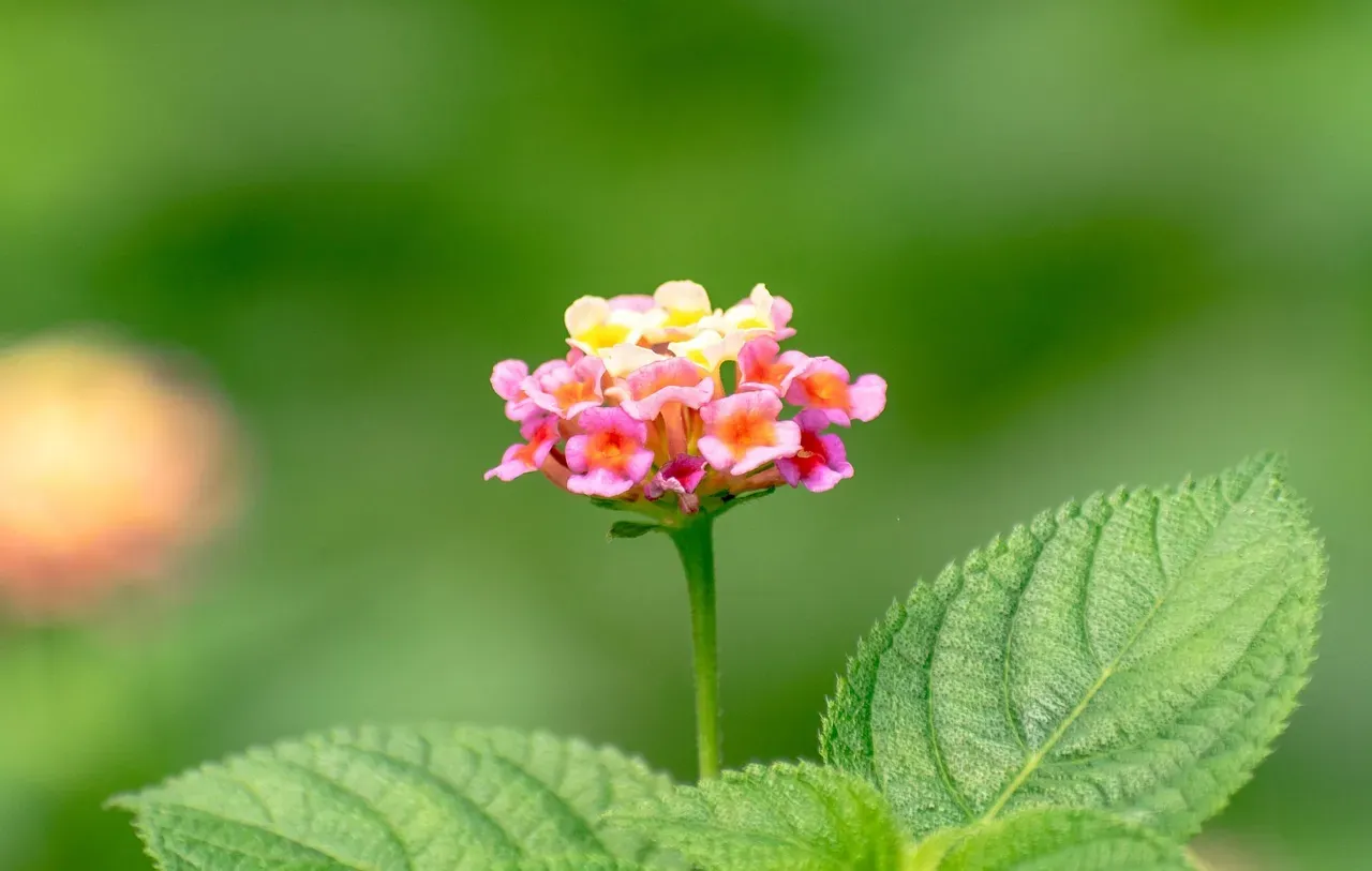 #10 &ndash; Lantana Refuses to Quit When Summer Gets Brutal (Image Credits: Pixabay)