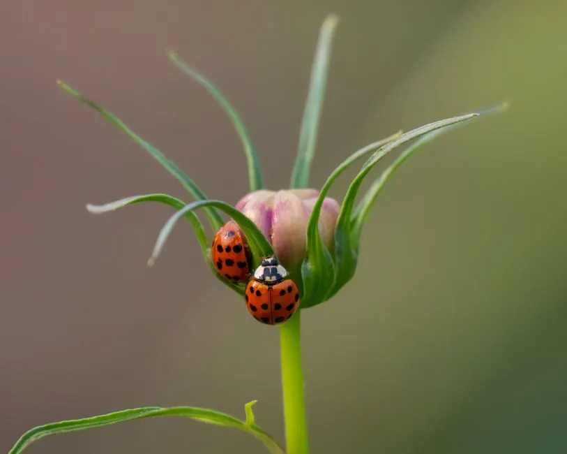 #8 - Bugs Don't Mean You're Failing, But Chemicals Often Do (Image Credits: Pexels)