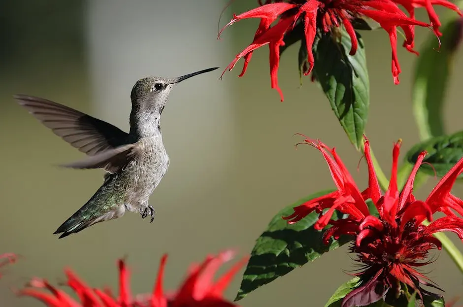 Their Wings Move in a Figure-Eight Pattern Unlike Any Other Bird (Image Credits: Pexels)