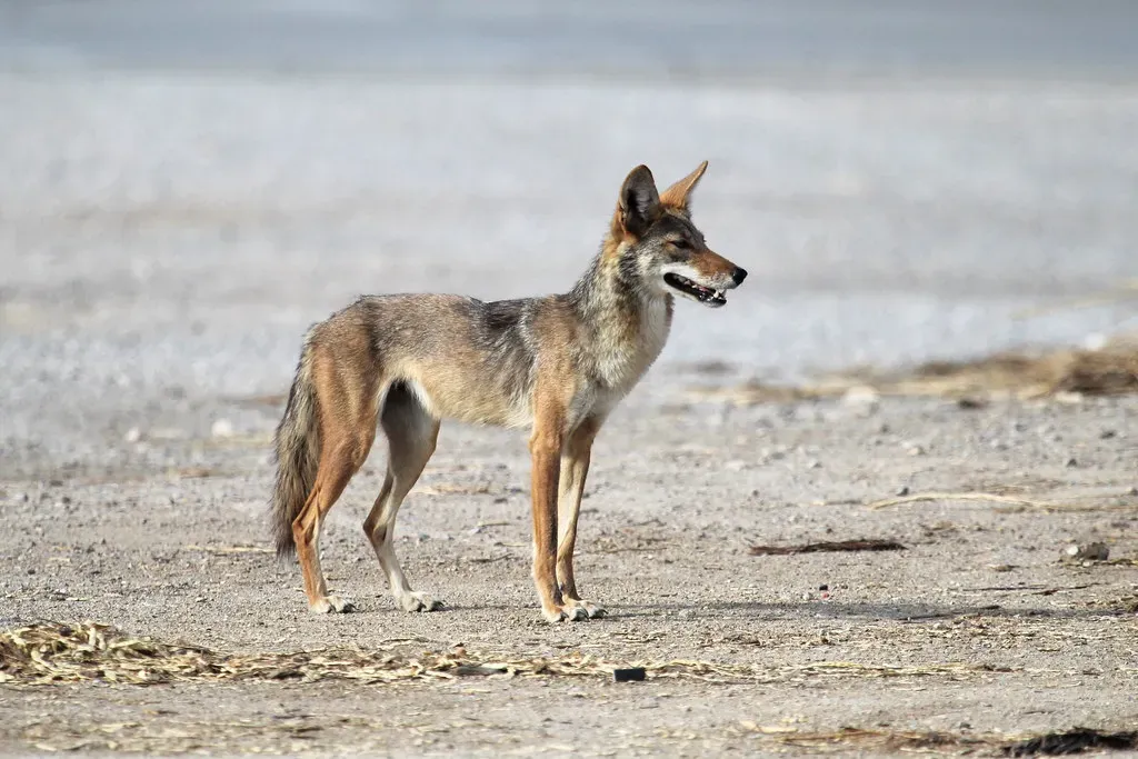Sagittarius: Coyote (Image Credits: Flickr)