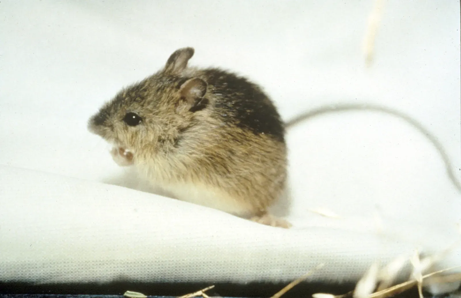 The Baluchistan Pygmy Jerboa and the African Pygmy Mouse: Record-Holding Rodents (By U.S. Fish and Wildlife Service, Public domain)