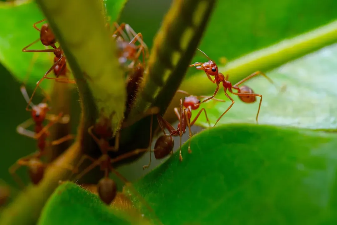 9. Red Imported Ant (Solenopsis invicta) (Image Credits: Unsplash)