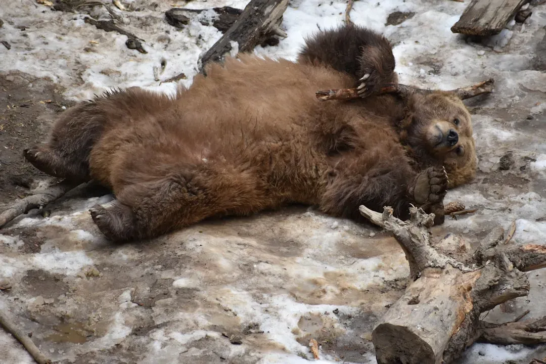 5. Hibernation and Torpor (Image Credits: Unsplash)