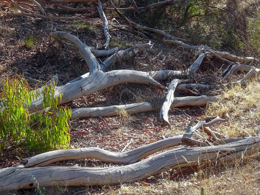 5 - You Left That Dead Log There On Purpose (mikecogh, Flickr, CC BY-SA 2.0)
