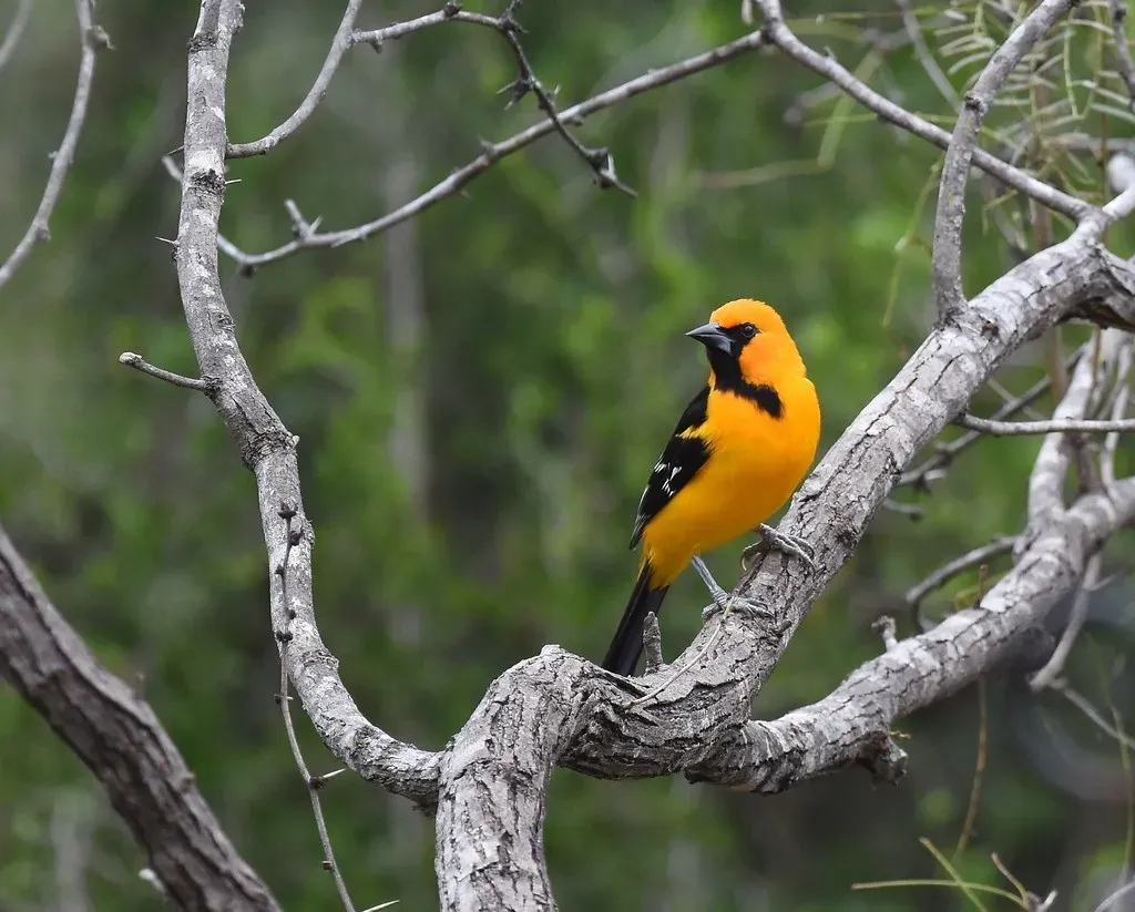 The Altamira Oriole: A Flash of Gold in the Brush (Wildreturn, Flickr, CC BY 2.0)