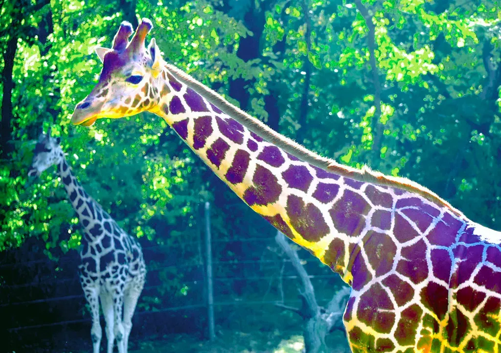 Bronx Zoo and Wildlife Conservation Society: Conservation at a Global Scale (Image Credits: Flickr)