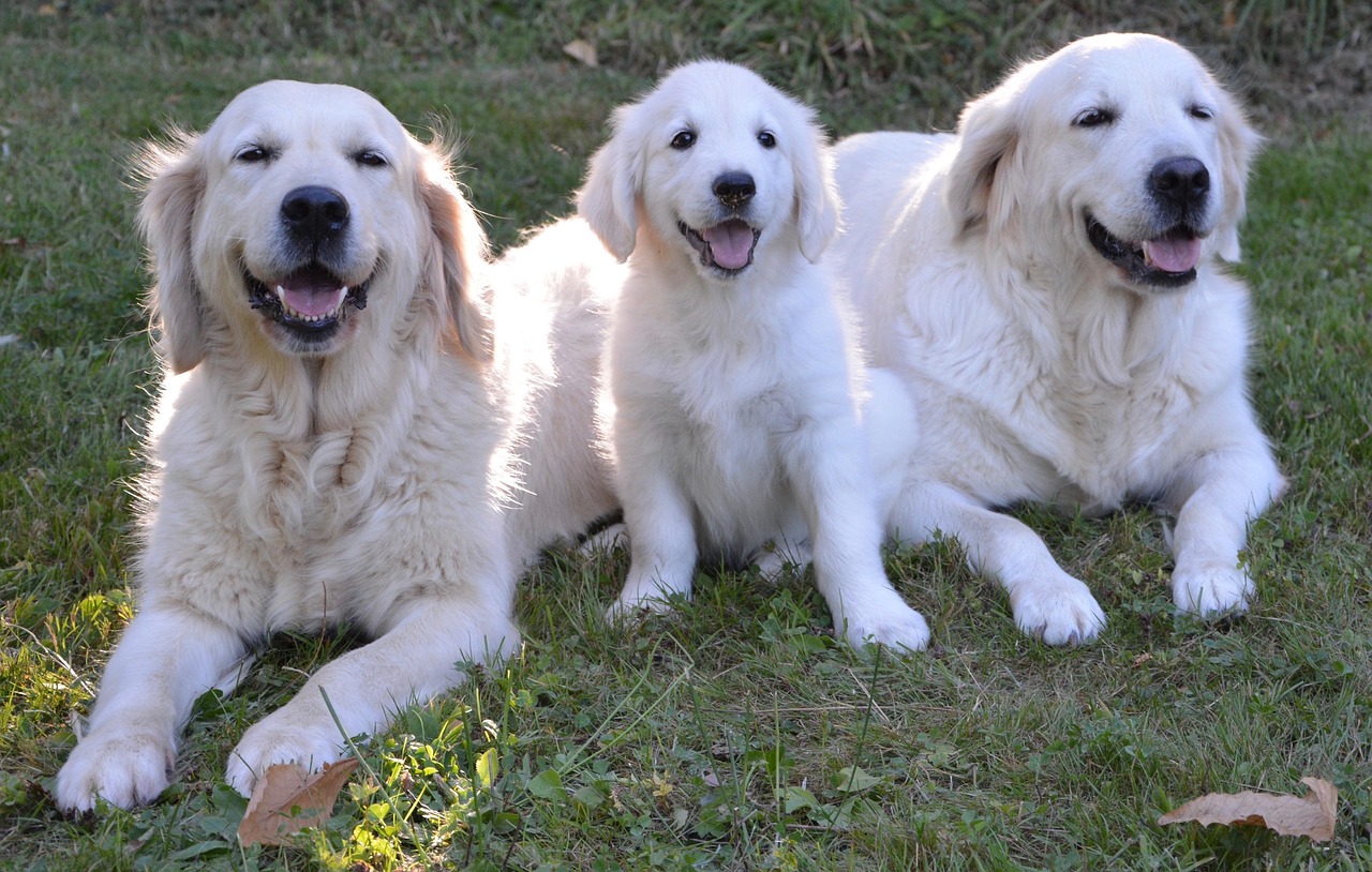 The Timing of Animal Dreams: Periods of Change and Transformation (Image Credits: Pixabay)
