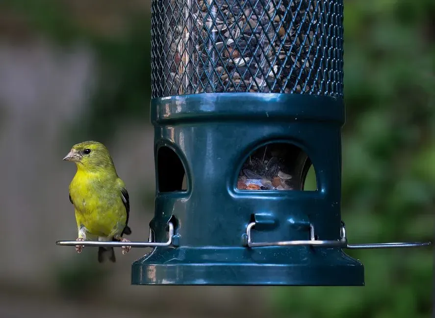 #12 - Install a Sock-Style or Mesh Finch Feeder (Image Credits: Pexels)