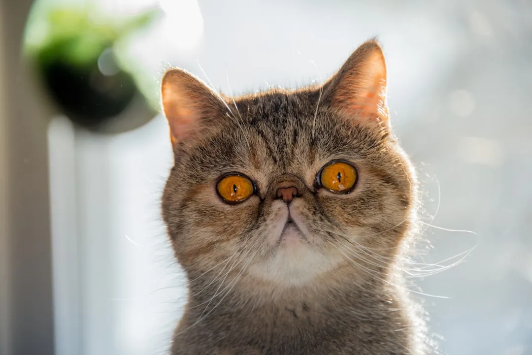 #6 - Exotic Shorthair: The "Quiet Persian" Built for Cozy Homes (Image Credits: Unsplash)