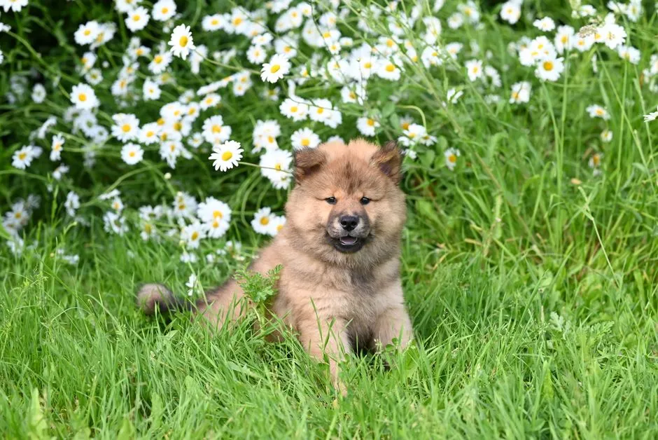 #7 - Why the Chow Wins: More Independent Than the Usual "Velcro" Breeds (Image Credits: Pexels)