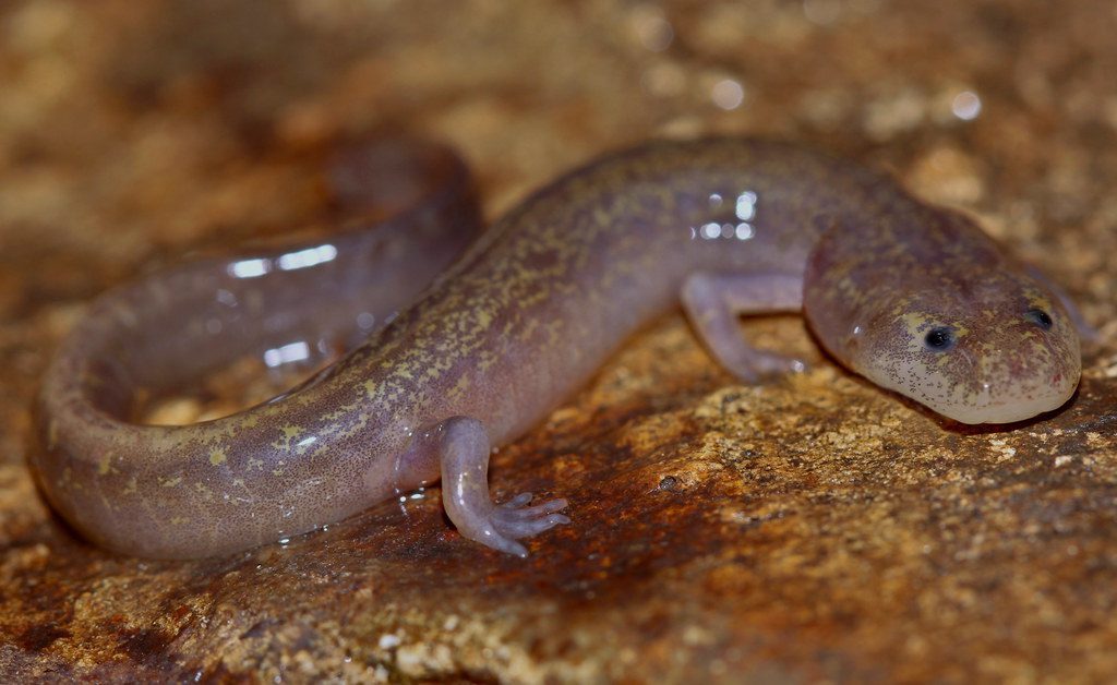 Tumbling Creek Cave, Missouri: Home to Rare Grotto Salamanders (Image Credits: Flickr)