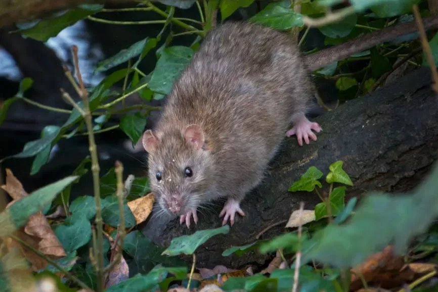 2. Norway Rats: The Heavyweight Carriers in Your Walls (Image Credits: Pexels)