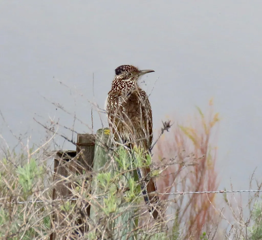 #8 Their Calls Sound More Like a Distant Mourning Than a Cartoon “Beep” (Kaaren Perry, Flickr, CC BY 2.0)