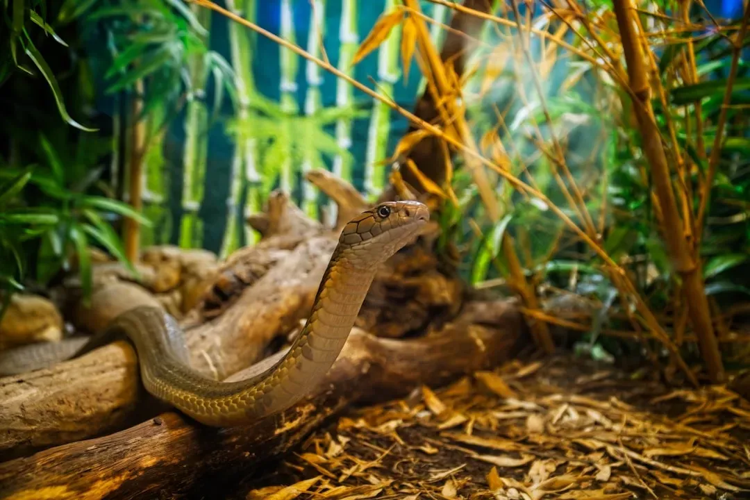 Reptiles Pose Multiple Threats (Image Credits: Unsplash)