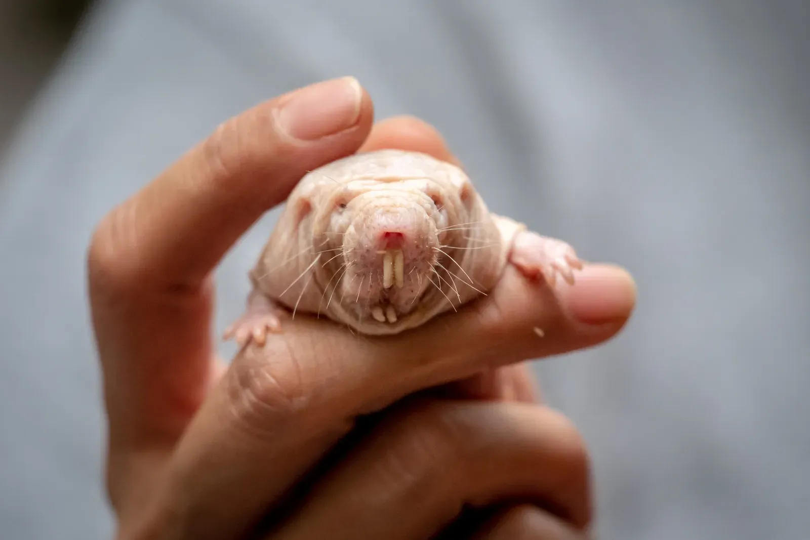 The Naked Mole-Rat: A Living, Breathing Underground Kingdom (Image Credits: Wikimedia)