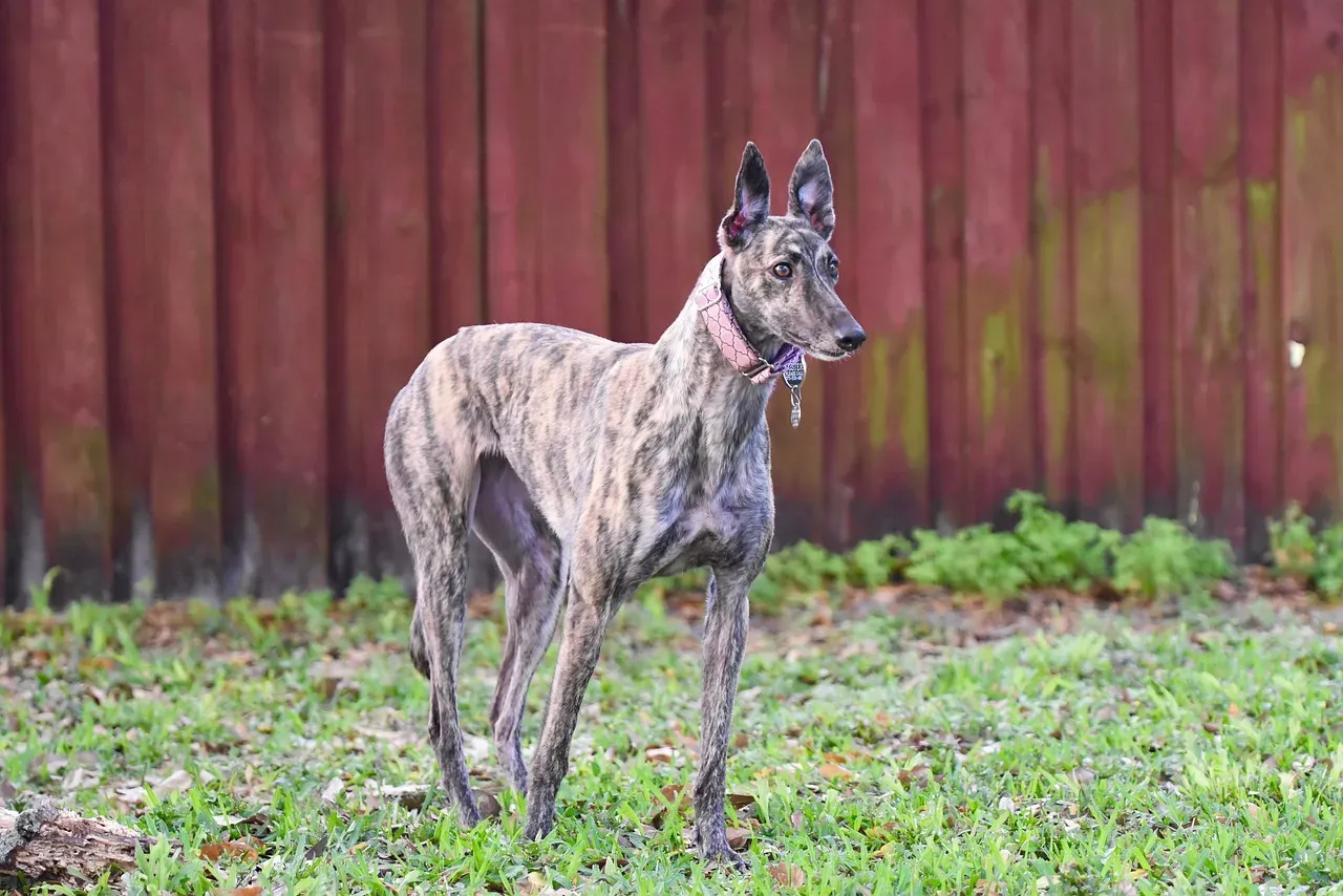 #10: The Greyhound (Image Credits: Pixabay)