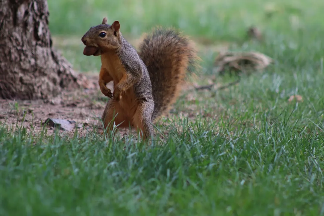 #3. Mating season turns the chase into a fitness test (Image Credits: Unsplash)