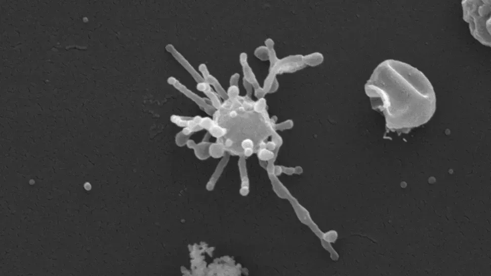 The Surprising Oxygen Discovery That Turned Heads (Image Credits: Thiago Rodrigues-Oliveira, Univ. Wien)