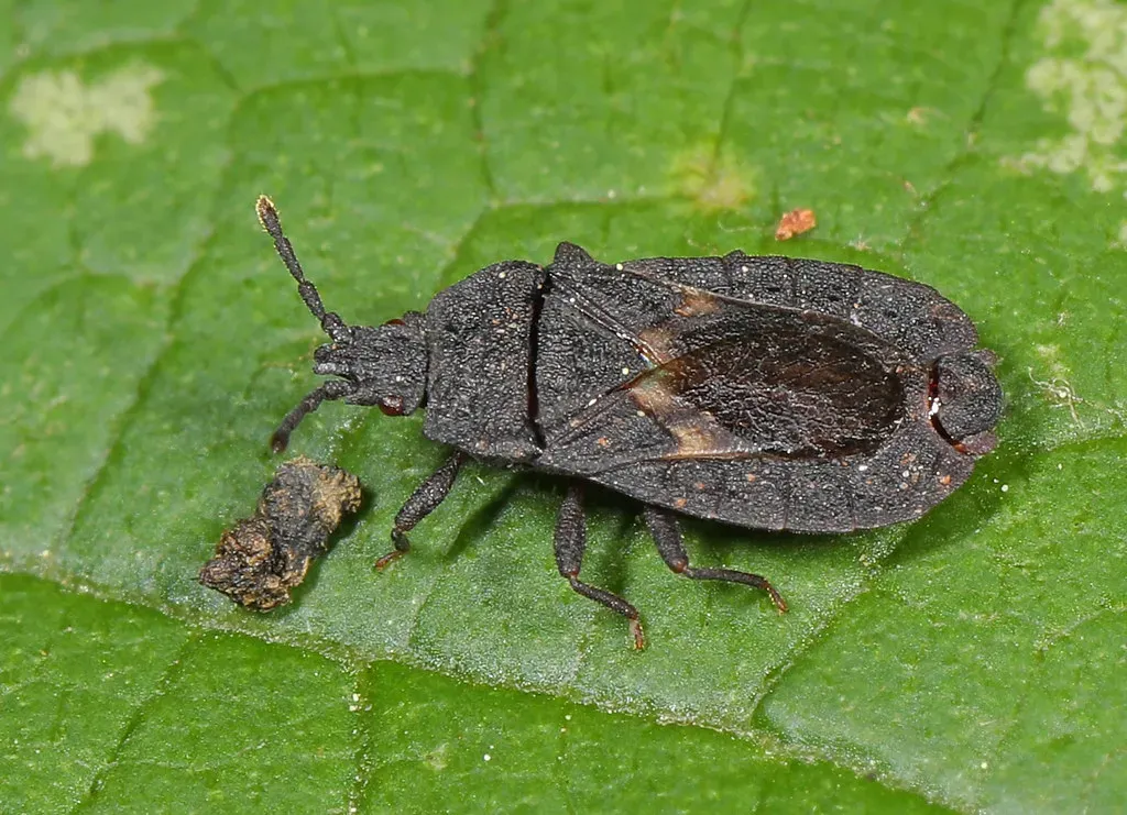 7. Flat Bugs (Aradus Species) (Image Credits: Flickr)
