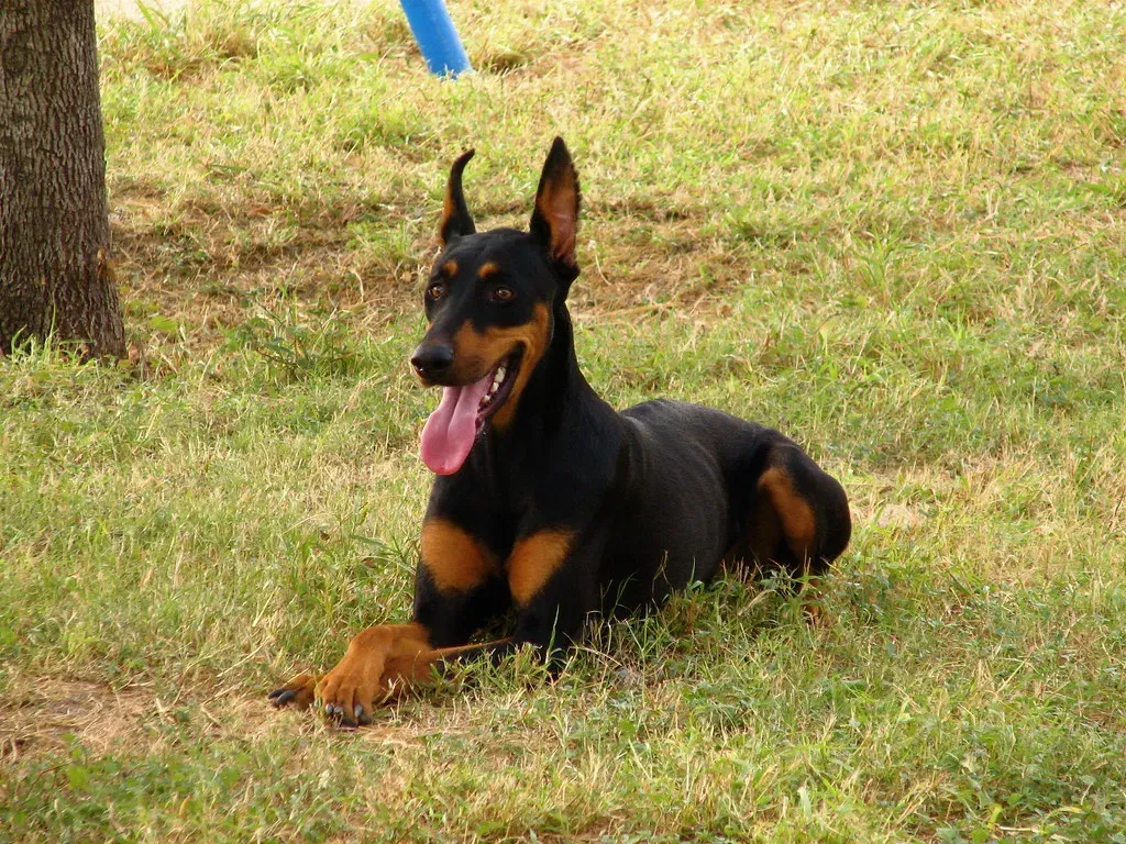 Doberman Pinscher &ndash; Loyal Protector With A Soft Side (Image Credits: Flickr)