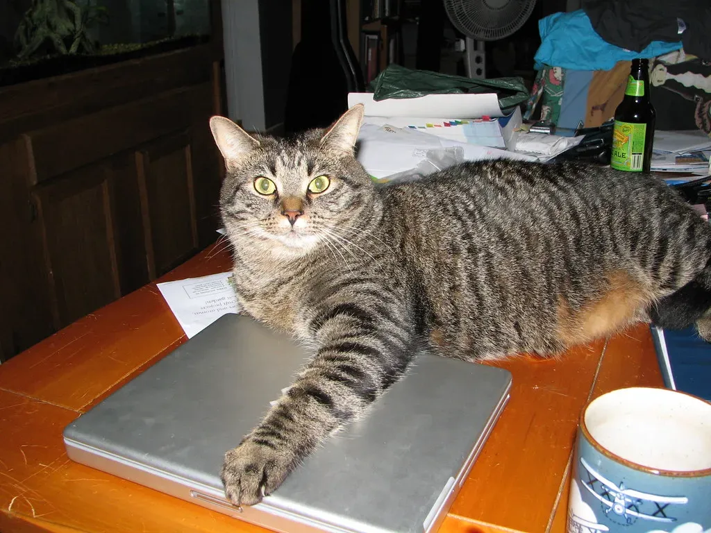 They Communicate Their Needs Like Pros (Image Credits: Flickr)