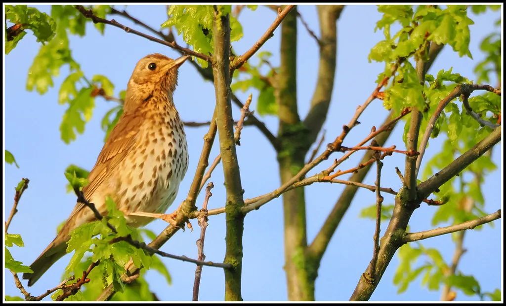 #8 - Song Thrush and Other Garden Thrushes: Singing Earlier into the Night (Many thanks for all your likes and comments. Great, Flickr, CC BY 2.0)
