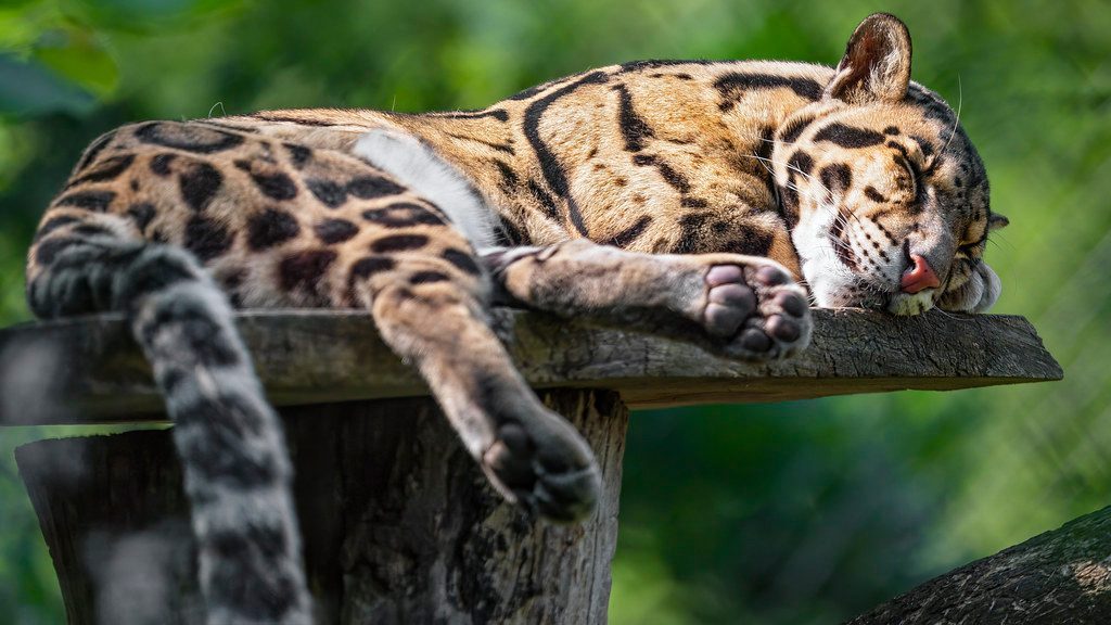 Scientists Struggle To Study Them In The Wild (Image Credits: Flickr)