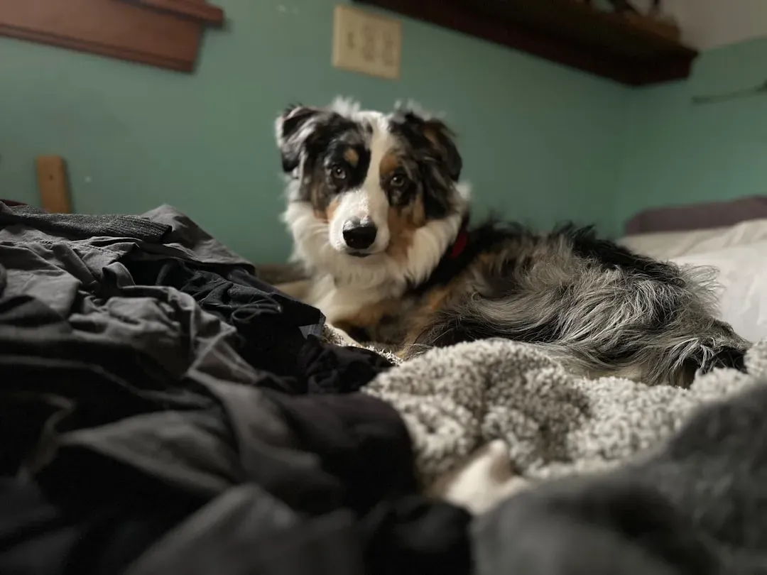 11. Australian Shepherd: The Herding Brain in the Wrong Home (Image Credits: Unsplash)