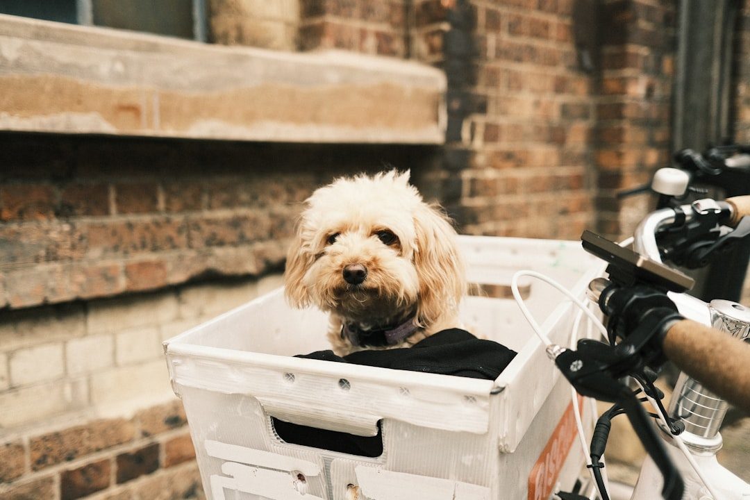 The Hidden Danger in Your Laundry Room (Image Credits: Unsplash)