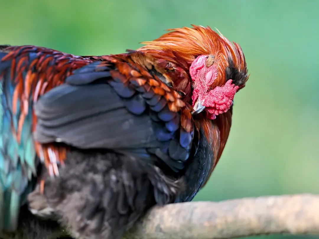 9. Fluffed Feathers in Your Company (Image Credits: Unsplash)